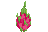 Dragonfruit